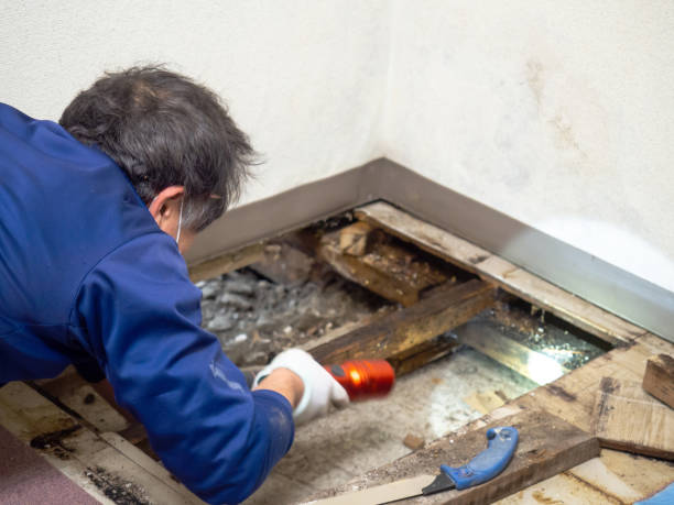  West End, NY Mold Removal Pros