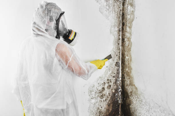Best Mold Testing and Inspection Services in West End, NY
