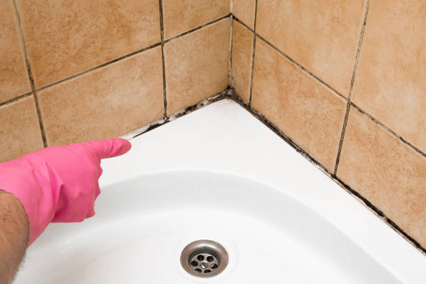 Mold Remediation for Specific Building Types