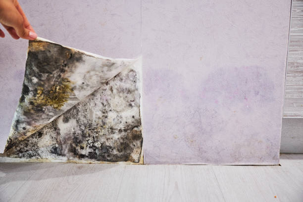 Best Mold Testing and Inspection Services in West End, NY